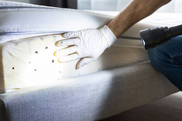 Best Emergency Pest Control  in San Rafael, CA