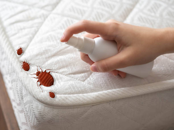 Best Local Pest Control Services  in San Rafael, CA