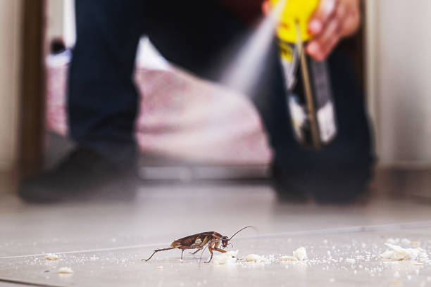 Best Flea Control Services  in San Rafael, CA