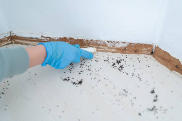 Best Pest Removal Services  in San Rafael, CA